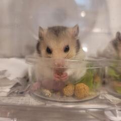 ハムスターの赤ちゃん
