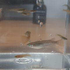 【黒メダカ成魚５匹＋若魚５匹】、水草（オオカナダモ）・メダカ卵おまけ付