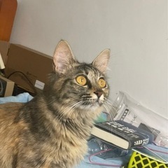 迷子猫
