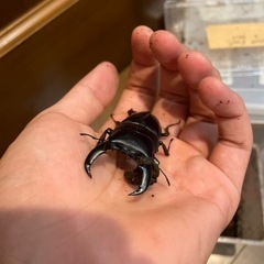 アマミヒラタクワガタ　ペア