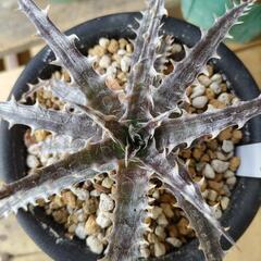 Dyckia 'Mercury' Original Clone　...