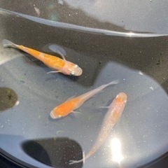 紅白ラメメダカ　有精卵　30+α
