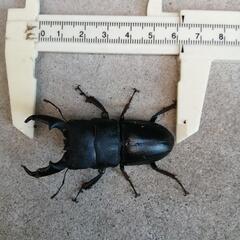 天然ヒラタクワガタ♂62mm 