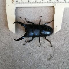天然ヒラタクワガタ ♂ 55mm 