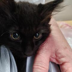 可愛い黒猫の男の子です。