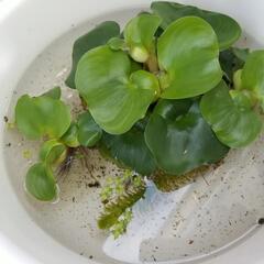 メダカの赤ちゃん生まれました❗の画像