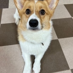 里親決まりました。