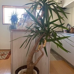 ユッカお譲りしますの画像