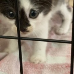 里親募集します。