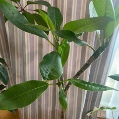 プルメリアセラダインの画像