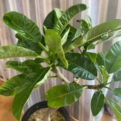 プルメリア サイアムイエローの画像