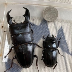③kuni血統 大型スマトラヒラタクワガタ ペア