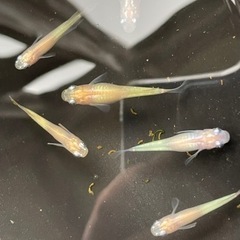 小雪 蛍 スーパー体内光 稚魚 10匹