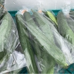 無農薬きゅうり１０本150円
