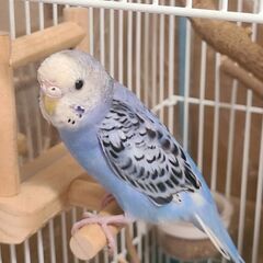 【受付終了しました】可愛がってくださる方探しています
