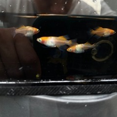メダカ　凛音　2ペア の画像