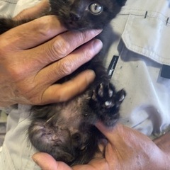 2022.6 愛媛県 診断書有り 野良猫 子供(1ヶ月半) 黒猫...