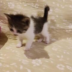 1ヶ月半の子猫❤パンツちゃん　優しい里親さん　決まりました