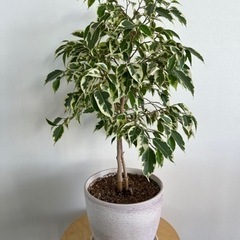 観葉植物　鉢植え　ファイカス　ベンジャミンの画像