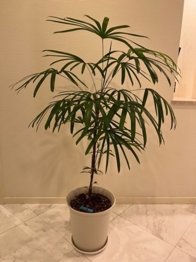 観葉植物　鉢植えレディーパーム
