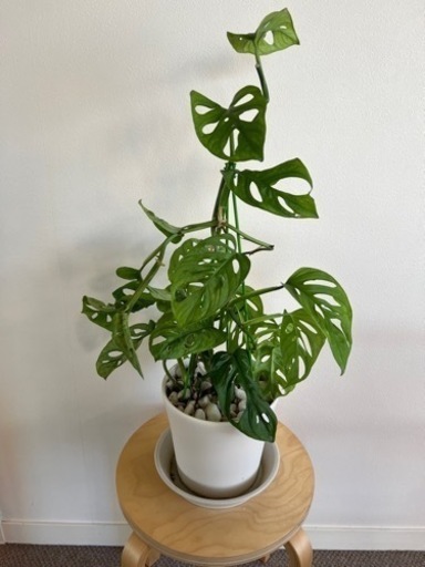 観葉植物　鉢付き　スイスチーズ