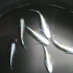 極龍　幼魚　150円/匹