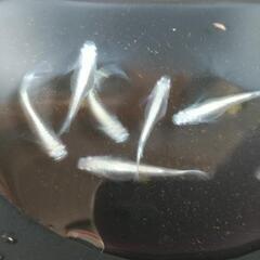 極龍　幼魚　150円/匹の画像