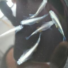 極龍　幼魚　150円/匹の画像