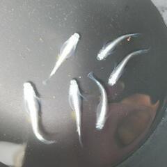 極龍　幼魚　150円/匹の画像