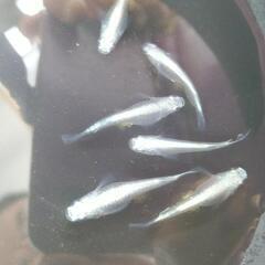 極龍　幼魚　150円/匹の画像