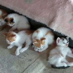 ０歳２か月の子猫　５匹のうち、１匹差し上げます
