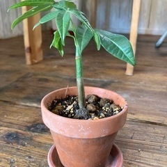 パキラ　ミニサイズ鉢入り