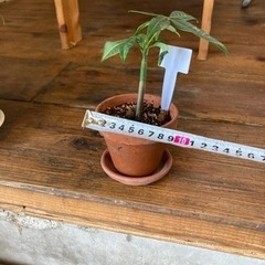 パキラ　ミニサイズ鉢入りの画像