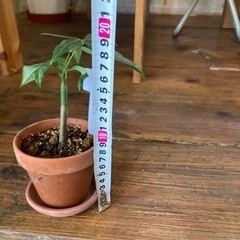 パキラ　ミニサイズ鉢入りの画像