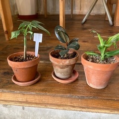 パキラ　ミニサイズ鉢入りの画像