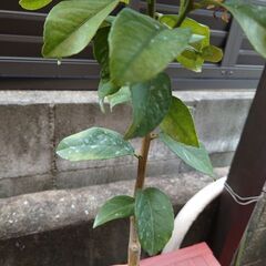 レモン　苗木　