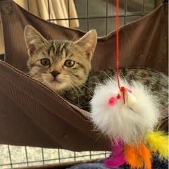キジトラの赤ちゃん保護しました。