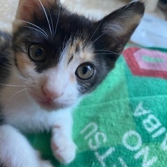 三毛猫ちゃん 里親を探しています。とっても人馴れしています