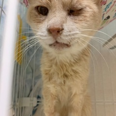 猫エイズキャリア 推定５歳♂