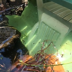 黒メダカとミナミヌマエビの画像