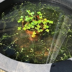 黒メダカとミナミヌマエビの画像