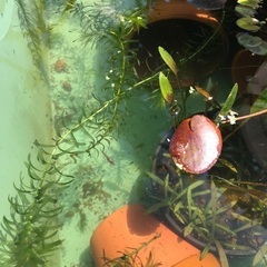 黒メダカとミナミヌマエビの画像