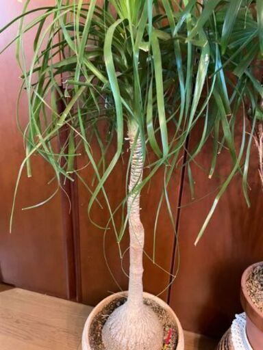 観葉植物　トックリラン　樹高ヤク１ｍ２０ｃｍ