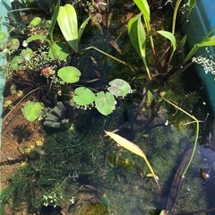 黒メダカとミナミヌマエビの画像