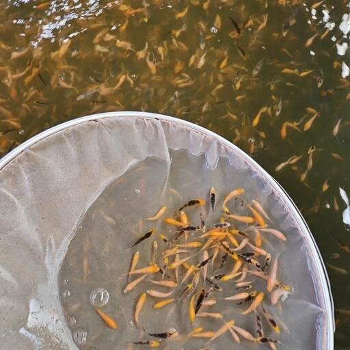 【激安】鯉仔  500匹  2,000円  2-4cm