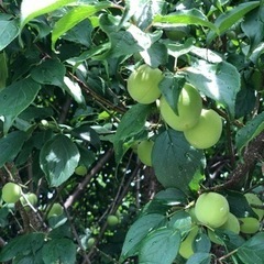 無農薬・梅の収穫