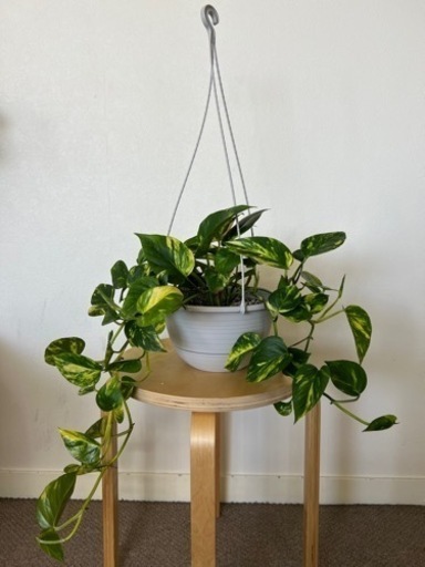 観葉植物　鉢入り　ポトス