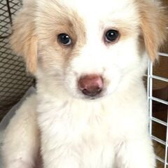 保健所からレスキューした子犬♀さーちゃん