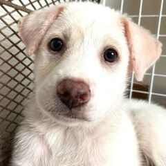 保健所からレスキューした子犬♀のんちゃん
