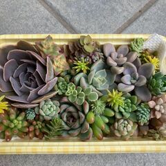 【商談成立】多肉植物　寄せ植えセット